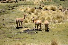 11 Wild Vicunas Next To Highway 52 As It Climbs From Purmamarca To Salinas Grandes.jpg